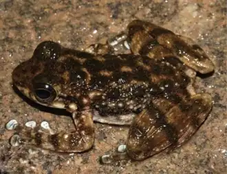 Description de l'image Amolops yunkaiensis.jpg.