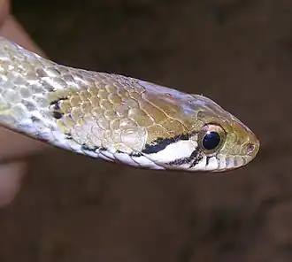 Description de l'image Amphiesma beddomei head.jpg.