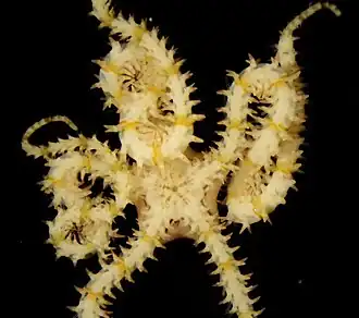 Amphioplus thrombodes, une Amphiuridae