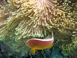 Amphiprion akallopisos