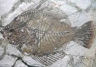 Fossile d’Amphistium paradoxum (Lutétien), soit environ 45&nbsp;Ma.