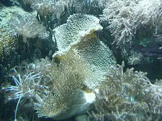 Description de l'image Amplexidiscus_fenestrafer_01_by_Line1.jpg.