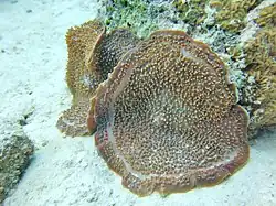 Amplexidiscus fenestrafer, un corallimorphe