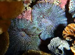 Corallimorphe? non identifié (peut-être Discosoma sp. ?)