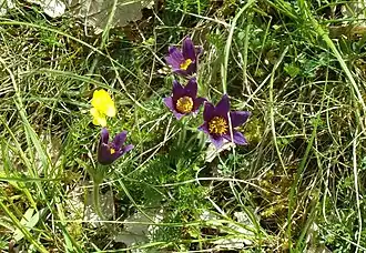 Anémone pulsatille(puy de la Colline).