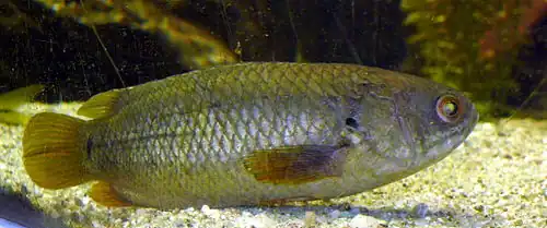 Perche grimpeuse dans un aquarium