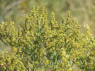 Description de l'image Anabasis aphylla.jpg.