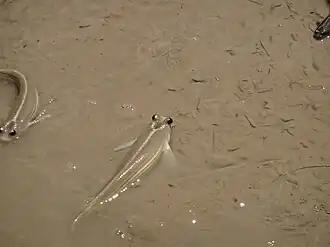 Description de l'image Anableps-microlepis-Michael-Barth.jpg.