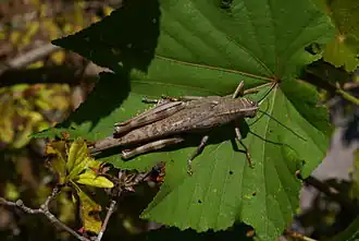 Description de cette image, également commentée ci-après