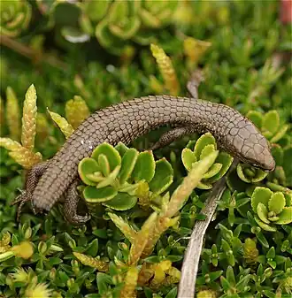 Description de l'image Anadia bogotensis 229786556.jpg.