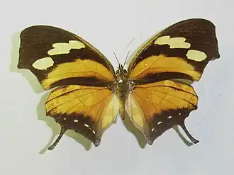 Description de l'image AnaeaConsul.jpg.