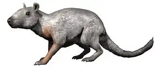 Description de l'image Anagale gobiensis NT.jpg.