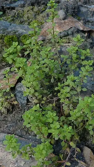 Description de cette image, également commentée ci-après