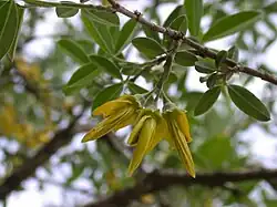 Flowers of Anagyris foetida, Einot Neria, Mount Meron Nature Reservation, Upper Galilee, Israel, March 21, 2006