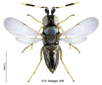 Description de l'image Anagyrus lopezi.jpg.