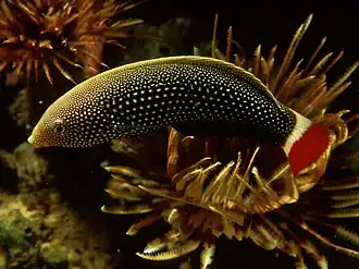 Anampses chrysocephalus