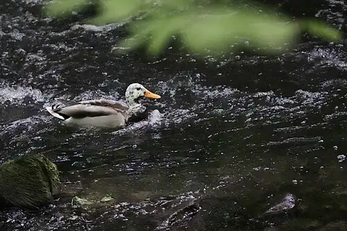 Canard colvert atteint de leucisme
