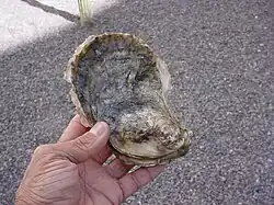 Crassostrea corteziensis