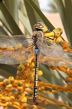 Anax ephippiger