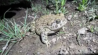 Description de l'image Anaxyrus compactilis.jpg.