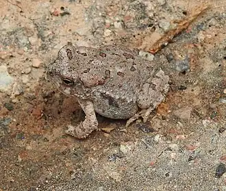 Description de l'image Anaxyrus microscaphus.jpg.