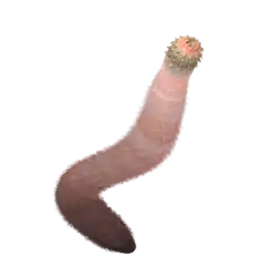 Dessin d'un Ancalagon minor (espèce disparue)