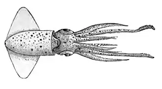 Ancistrocheirus lesueurii (Ancistrocheiridae)