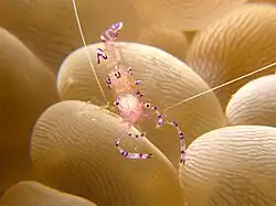 Ancylomenes tosaensis.