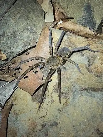 Description de cette image, également commentée ci-après