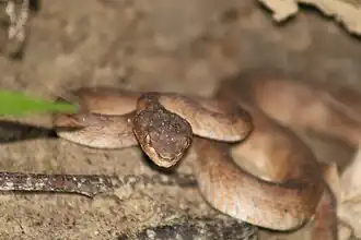 Description de l'image Andaman Pit Viper.jpg.