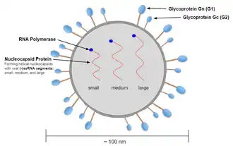 Description de l'image Andes orthohantavirus Genus Sturcture.png.