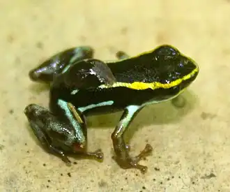Description de l'image Andinobates claudiae.jpg.