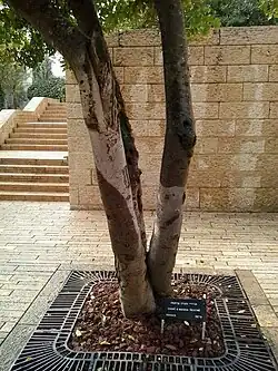 photo en couleur d'un arbre formé de plusieurs troncs, devant un mur de pierre