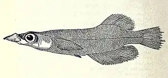 Adrianichthys kruyti