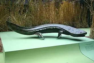 Description de l'image Andrias japonicus 1.jpg.