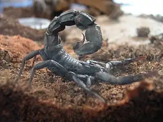 Description de l'image Androctonus mauretanicus.jpg.