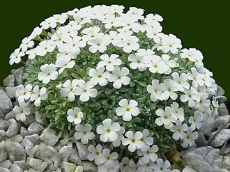 Description de l'image Androsace vandellii 2.jpg.