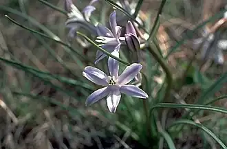 Description de l'image Androstephium coeruleum.jpg.