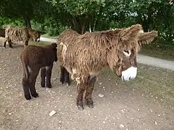 Dans un paddock, au premier plan se situe une ânesse et son petit dont la robe est encore foncée, alors qu'au second plan, on aperçoit un autre âne accompagné d'un autre équidé dont on n'aperçoit que les antérieurs et un bout de dos.