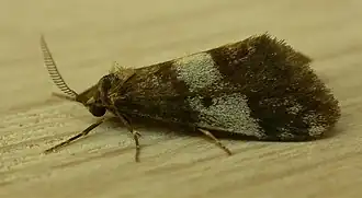 Description de l'image Anestia semiochrea.jpg.