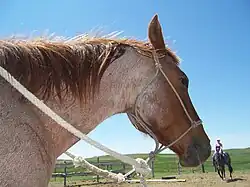 Femelle aubère, vue de profil.