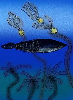 Restauration de Anglaspis macculloughi.