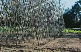 50&nbsp;mm :focale normale.