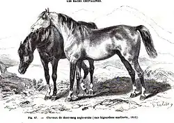 Gravure représentant dans un paysage de campagne deux chevaux à l'arrêt un gris au premier plan, et un cheval à la robe foncée au second plan, la tête baissée.