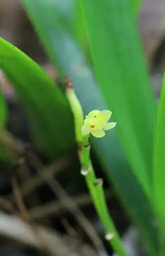 Description de l'image Angraecum patens.jpg.