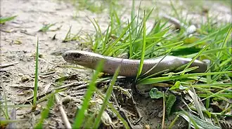 Dans les zones humides du Plateau d'Helfaut (Pas-de-Calais, France).