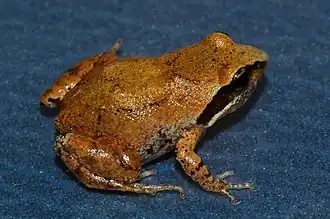 Description de l'image Anhydrophryne rattrayi.jpg.