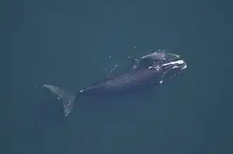 Eubalaena glacialis (Balaenidae).