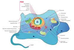 Schéma d'une cellule animale