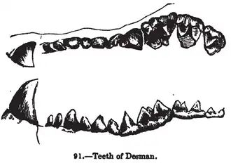 Denture de Desmana moschata.